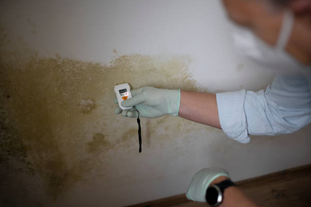 Best Crawl Space Mold Removal  in Mahtomedi, MN