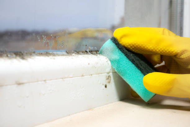Best Black Mold Removal  in Mahtomedi, MN