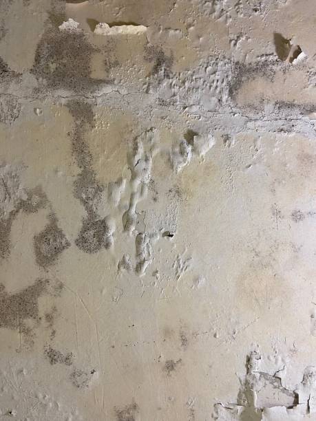 Professional Mold Removal in Mahtomedi, MN