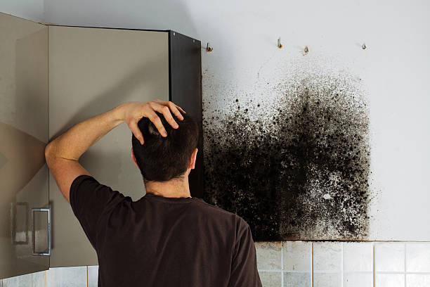 Best Toxic Mold Removal  in Mahtomedi, MN